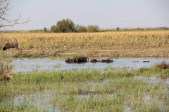 IMG_7908