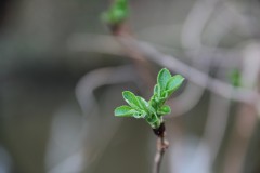 IMG_0896