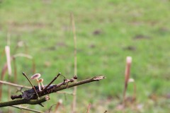 IMG_0919