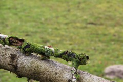 IMG_0925