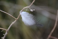 IMG_1003