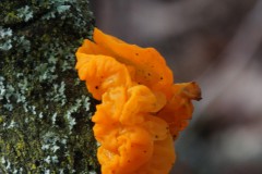 IMG_1044