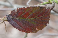 IMG_1118