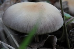 IMG_1121