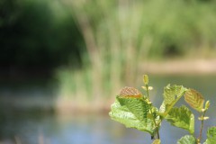 IMG_2145