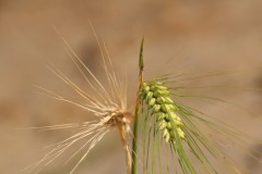 IMG_2211