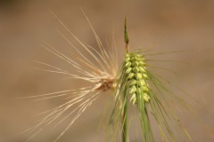 IMG_2212