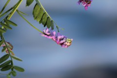 IMG_2220