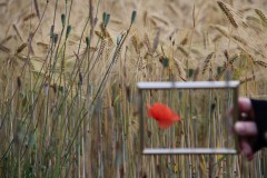 IMG_2245