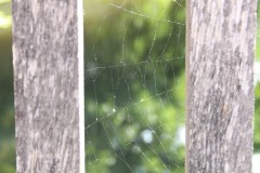 IMG_2271