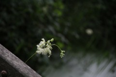 IMG_2295