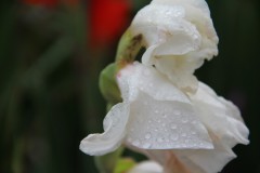 IMG_2709