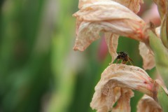IMG_2712