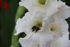 IMG_2723