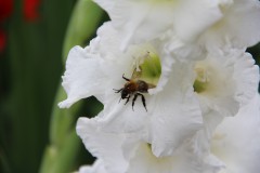 IMG_2724
