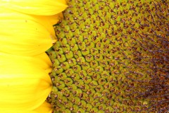 IMG_2736