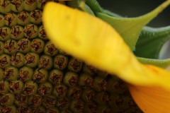 IMG_2739