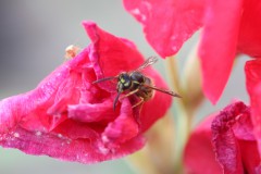 IMG_2751