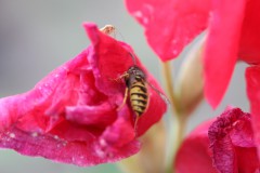 IMG_2754