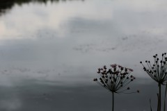 IMG_2833