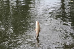 IMG_2867
