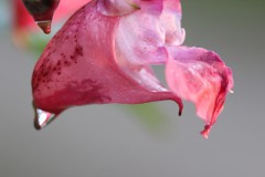 IMG_3024