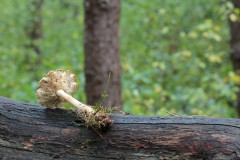 IMG_3121