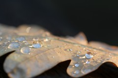 IMG_3133
