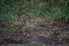IMG_8234