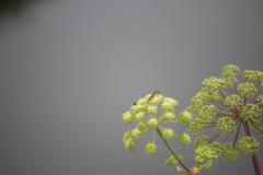 IMG_8266