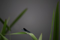 IMG_8293