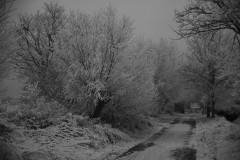 IMG_1917