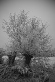 IMG_1918