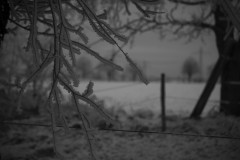 IMG_1920