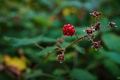 DSC09907