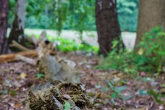 DSC09909