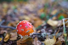 DSC09951_1