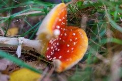 DSC09953