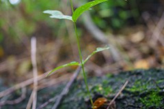 DSC09966
