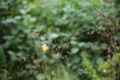 IMG_9145