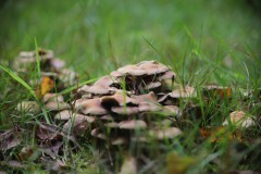 IMG_9218