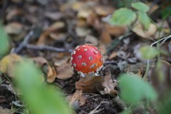 IMG_9223