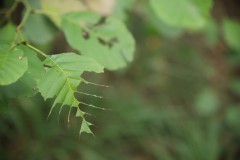 IMG_9238